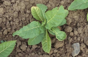 Plusieurs feuilles présentent un limbe au contour irrégulier ; un engrais apporté à la volée est venu brûler le jeune bourgeon. <b>Phytotoxicité</b>