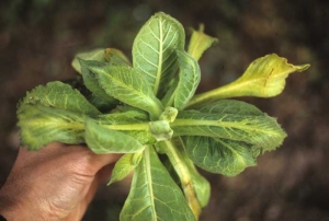 Déformation des feuilles qui sont enroulées et dentelées en bordure du limbe. <b>Phytotoxicité</b> ("herbicide injury")