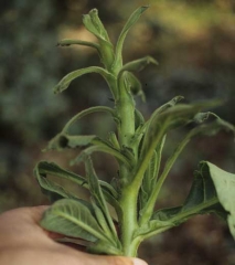 Les entre-noeuds sont très courts et les feuilles de petite taille prennent la forme d'une chistéra. <b>Phytotoxicité</b> ("herbicide injury")
