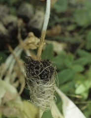 Altération marron à brune, ceinturant la tige sur plusieurs centimètres. <b><i>Botrytis cinerea</i></b>
