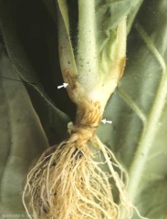 Sur une plantule plus âgée, ce champignon peut occasionner une altération au collet plus liégeuse et des petits chancres sur les pétioles. <b><i>Thanatephorus cucumeris</i></b> (<i>Rhizoctonia solani</i>)
