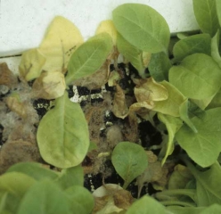 Foyer de pourriture et de moisissure grise dans un plateau de semis flottant. <b><i>Botrytis cinerea</i></b>
