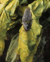 Pourriture humide et noire, couverte d'une moisissure grise, s'installant sur une feuille de tabac brun en début de séchage. <b><i>Botrytis cinerea</i></b>