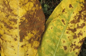 Sur la feuille de de tabac de type Burley (à droite), on distingue de nombreuses et petites taches nécrotiques inter-nervaires, entourées d'un halo jaune. Sur la feuille de gauche, des taches comparables ont pris une teinte bleu vert en évoluant, alors que le reste des tissus présente une teinte brune (<b>green spot</b>).
