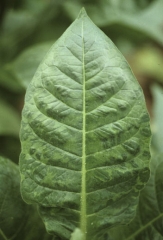 Feuille de tabac de type Virginie montrant localement de larges vein banding. <b>Virus de la mosaïque du tabac</b> (<i>Tobacco mosaic virus</i>, TMV)