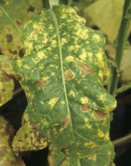 Par la suite, ces taches jaunes se nécrosent rapipdement et prennent une teinte brun clair. <b><i>Peronospora hyoscyami</i> f.sp. <i>tabacina</i></b>