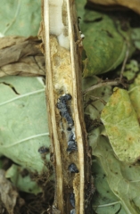 <i>Sclerotinia sclerotiorum</i>