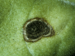 Certaines de ces taches sont plus ou moins couvertes d'un couvertes d'un velouté noir, correspondant aux nombreux conidiophores surmontés de conidies brunes pluricellulaires. <b><i>Alternaria alternata</i></b> (alternariose du tabac, <i>Alternaria</i> leaf spot)