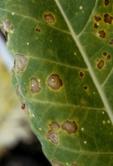Ces taches sont souvent bien définies et de forme irrégulière, entourées d'un halo jaune. Elles présentent aussi de fins anneaux plus sombres leur conférant l'apparence d'une cible. <b><i>Alternaria alternata</i></b> (alternariose du tabac, <i>Alternaria</i> leaf spot)
