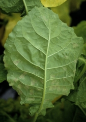 A la face inférieure du limbe, on distingue dans un premier temps un discret feutrage bleuâtre à l'emplacement des taches. <b><i>Peronospora hyoscyami</i> f. sp. <i>tabacina</i></b> (mildiou du tabac, downy mildew)