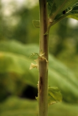 La tige présente sur certains secteurs des brunissements longitudinaux et parfois même des altérations chancreuses allongées. <b><i>Peronospora hyoscyami</i> f. sp. <i>tabacina</i></b> (mildiou du tabac, downy mildew)