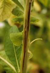 Une coupe longitudinale de la tige permet de constater que les vaisseaux et parfois même les tissus contigus (moelle...) montrent des brunissements très marqués. <b><i>Peronospora hyoscyami</i> f. sp. <i>tabacina</i></b> (mildiou du tabac, downy mildew)