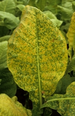 Cette feuille de tabac de type Virginie est couverte d'une multitude de taches chlorotiques ; certaines d'entre elles ont tendance à progressivement se nécroser. <b>Virus Y de la pomme de terre</b> (<i>Potato virus Y</i>, PVY)