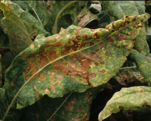 De nombreuses taches nécrotiques brunes ont conflué sur cette feuille de tabac ; des secteurs entiers du limbe sont maintenant nécrosés et desséchés. <i><b>Alternaria alternata</b></i> (alternariose)