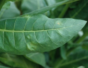 De toutes premières taches de mildiou sont visibles sur la face supérieure de cette feuille de tabac. <i><b>Peronospora tabacina</b></i>.