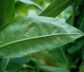 Aspect de premières taches de mildiou visibles à la face inférieur du limbe. <i><b>Perospospora tabacina</b></i>