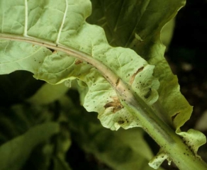 Une coupe longitudinale dans le pétiole d'un feuille permet de constater le brunissement des vaisseaux. <i><b>Verticillium dahliae</b></i>1