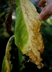 Cette feuille a jauni, flétri et s'est desséchée sur un coté du limbe : on parle de symptôme à répartition unilatéral. <i><b>Verticillium dahliae</b></i> (verticiliose)