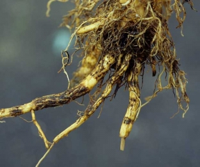 Des racines montrent des manchons plus ou moins étendus, à la fois liégeux et pourris. <i><b>Thielaviopsis basicola</i></b> (<i>Chalara elegans</i>, black root rot)
