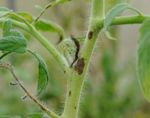 Quelques taches noirâtres de corynesporiose sur tige de tomate. Corynespora cassiicola 