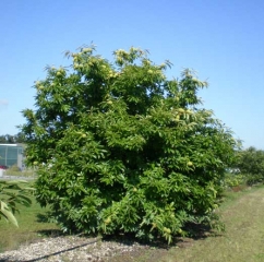 chataigne_arbre