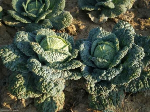 brassica_sabauda