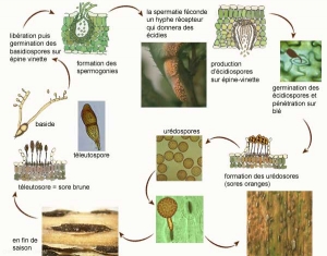 cycle_puccinia