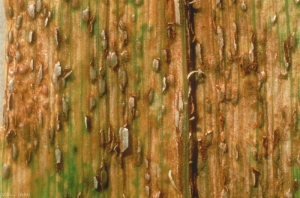 puccinia_graminis2