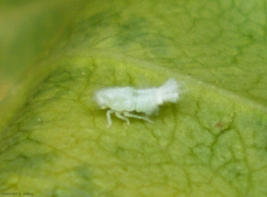 Larve de la cicadelle blanche américaine, <i>Metcalfa pruinosa</i>.