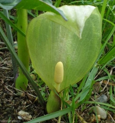 arum_italicum3