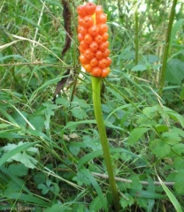 arum_italicum2