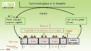 a_lineatus_cycle