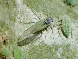 Hyalopterus.pruni