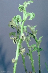 Macrosiphum.euphorbiae
