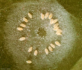 Ponte d'aleurodes <i>Trialeurodes vaporariorum</i>. La femelle enfonce son rostre dans les tissus et, s'en servant comme pivot, dépose ses oeufs régulièrement, en cercle. Des sécrétions cireuses blanchâtres sont abandonnées au cours de la ponte. <b>Aleurode des serres</b> (glasshouse whitefly)