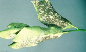 Dialeurodes_citri-1