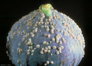 Dégâts sur figuier de <i>Ceroplastes rusci</i>. <b>Céroplaste du figuier</b> (fig-tree scale)