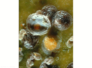 <i>Diaspidiotus perniciosus</i>, individus mâles et femelles. Le bouclier d'une femelle a été renversé, montrant la couleur jaune du corps de la femelle. On aperçoit des jeunes larves. <b>Pou de San José</b> (San José scale)