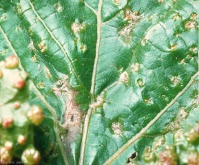 Viteus_vitifoliae-1