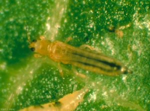 Frankliniella_occidentalis_2