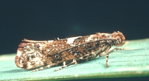 Acrolepiopsis_assectella-5