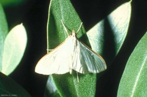 Papillon <i>Palpita vitrealis</i>. Les ailes sont blanchâtres semi-transparentes. <b>Pyrale du jasmin</b> (jasmine moth)