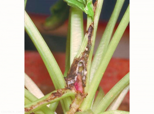 Larve de <i>Scrobipalpa ocellatella</i> et dégâts sur betterave : une feuille a été rabattue pour montrer la cavité et la larve. Les nervures sont dévorées. <b>Teigne de la betterave</b> (beet moth) 