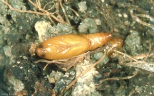 Scrobipalpa_ocellatella-2