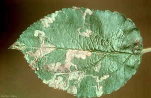 Stigmella_malella-1