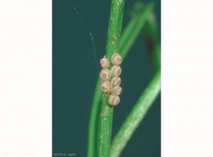 Agrotis_segetum-1