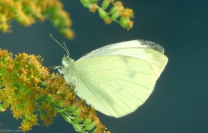 Adulte <i>Pieris rapae</i> au repos. Les ailes sont blanches avec une tâche sombre à l'apex. <b>Piéride de la rave</b> (small white butterfly)