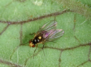 Liriomyza_huidobrensis_3