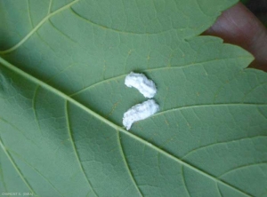 Pulvinaria_hydrangeae