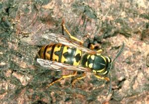 Vespula_germanica-1